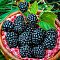 Ежевика Арапахо Ежевика Арапахо фото