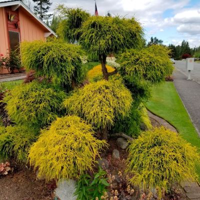 Кипарисовик горохоплодный Филифера Ауреа Кипарисовик горохоплодный Филифера Ауреа - Dolina-Sad.Ru