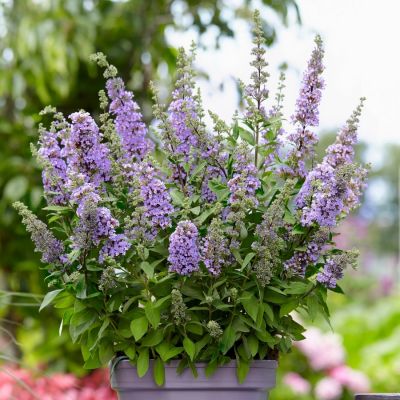 Буддлея Хай Файв Пепл Буддлея Хай Файв Пепл - Dolina-Sad.Ru