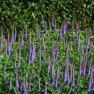 Вероникаструм виргинский Аполло Вероникаструм виргинский Аполло - Dolina-Sad.Ru