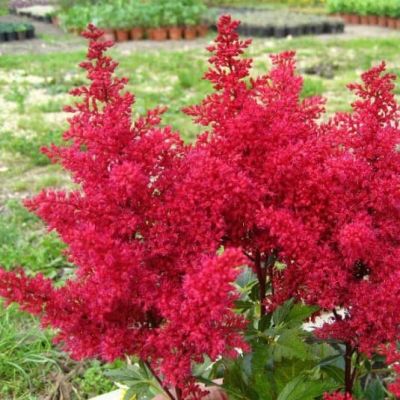 Астильба Ред Астильба Ред фото