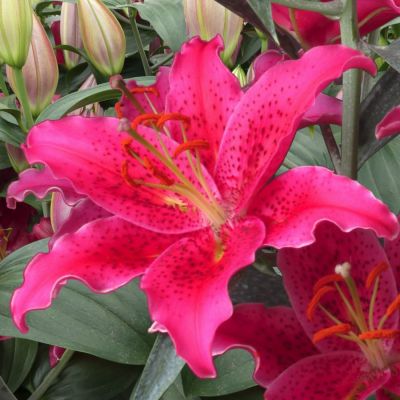 Лилия Гомера Лилия Гомера - Dolina-Sad.Ru