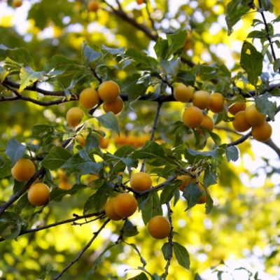 Абрикосовая Слива Лодва Абрикосовая Слива Лодва фото