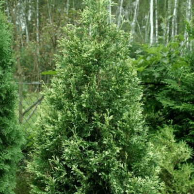 Туя западная Спотти Смарагд Туя западная Спотти Смарагд фото