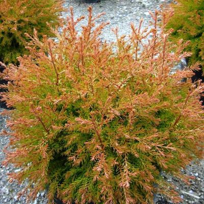 Туя Фаер Чиф Туя Фаер Чиф фото