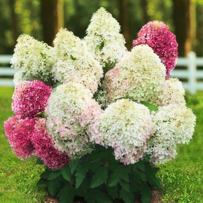 Гортензия метельчатая Роял Флауэр Гортензия метельчатая Роял Флауэр - Dolina-Sad.Ru