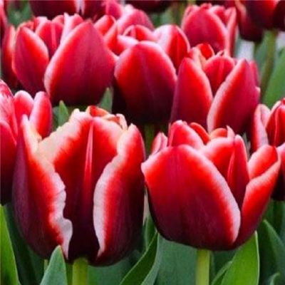 Тюльпан Армани Тюльпан Армани фото