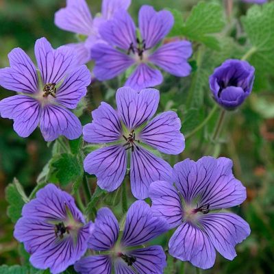 Герань Филипп Ваппель Герань Филипп Ваппель - Dolina-Sad.Ru