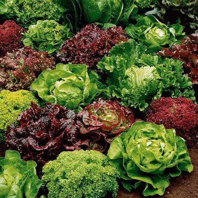 Салат Разноцветное кружево, смесь Салат Разноцветное кружево, смесь фото