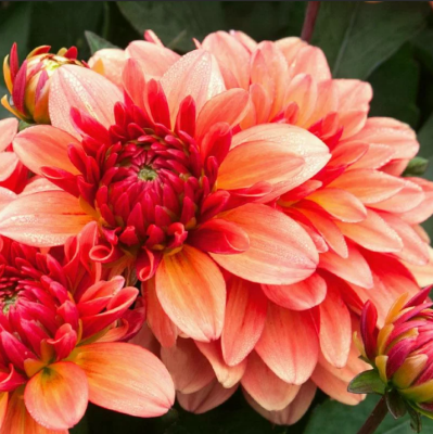 Георгина Гэллери Матисс Георгина Гэллери Матисс фото