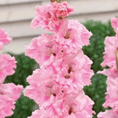 Гладиолус Софт Инносенс - Dolina-Sad.Ru