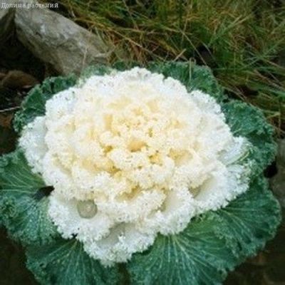 Капуста декоративная Вячеславна фото