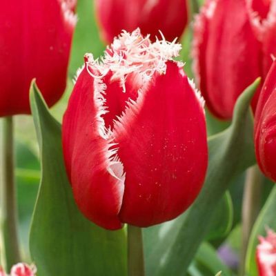 Тюльпан Нью Санта Тюльпан Нью Санта фото