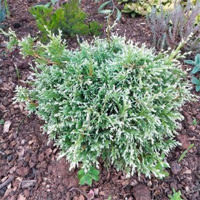 Кипарисовик горохоплодный Вайт Бьюти Кипарисовик горохоплодный Вайт Бьюти - Dolina-Sad.Ru