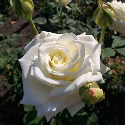 Роза Прауд Роза Прауд - Dolina-Sad.Ru