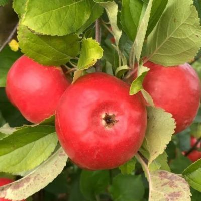 Яблоня Фридом/Осенняя Яблоня Фридом/Осенняя фото