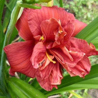 Лилейник Дабл Файеркрекер - Dolina-Sad.Ru