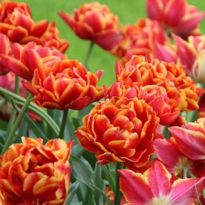 Тюльпан Аллегретто Тюльпан Аллегретто фото