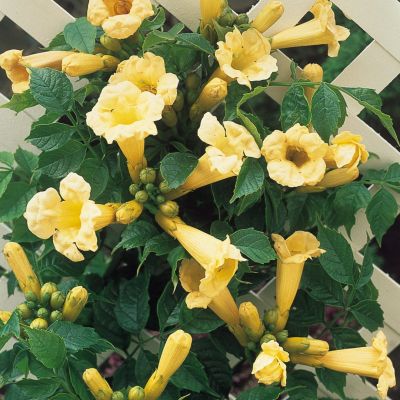 Кампсис укореняющийся Флава - Dolina-Sad.Ru