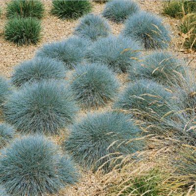 Овсяница сизая Овсяница сизая фото