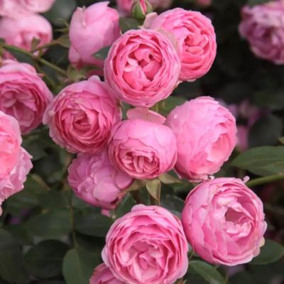 Роза Раубриттер Роза Раубриттер - Dolina-Sad.Ru