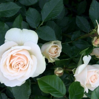 Роза штамбовая Скарлет/Эдельвейс Роза штамбовая Скарлет/Эдельвейс - Dolina-Sad.Ru