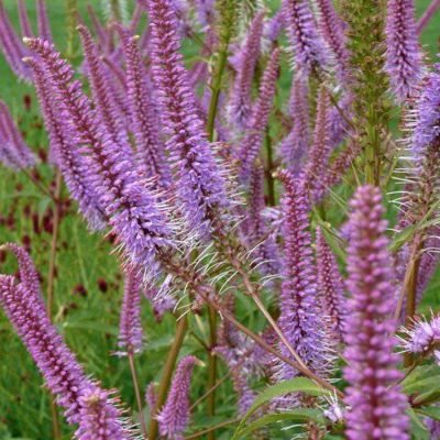 Вероникаструм виргинский Адорейшен Вероникаструм виргинский Адорейшен - Dolina-Sad.Ru