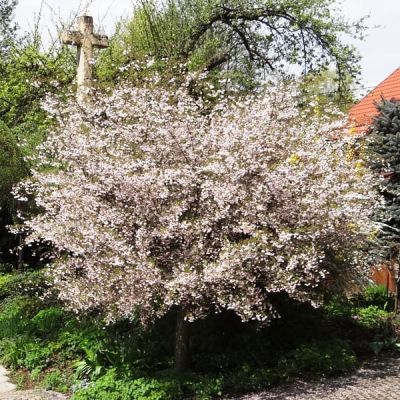 Сакура Койо-но Маи Сакура Койо-но Маи фото