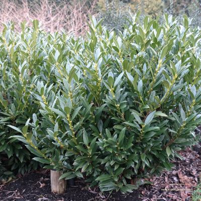 Лавровишня Гаджо Лавровишня Гаджо - Dolina-Sad.Ru