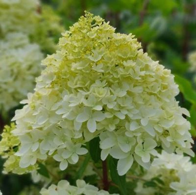 Гортензия метельчатая Пикачу, С3 - Dolina-Sad.Ru