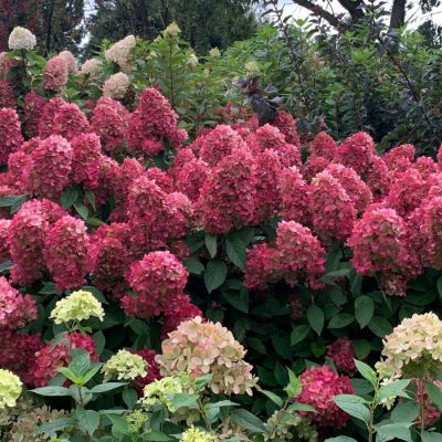 Гортензия метельчатая Бонфаер - Dolina-Sad.Ru