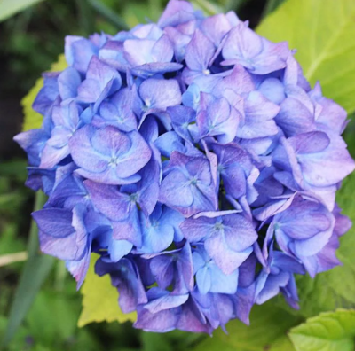 Гортензия крупнолистная Блауэр Цверг Гортензия крупнолистная Блауэр Цверг фото