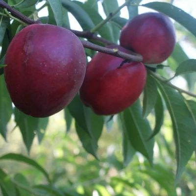 Нектарин Калдеси Нектарин Калдеси - Dolina-Sad.Ru