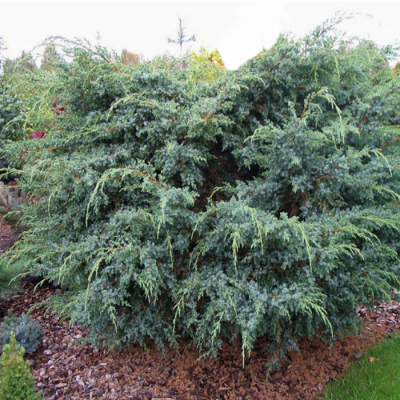 Можжевельник чешуйчатый Мейери Можжевельник чешуйчатый Мейери фото