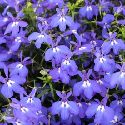 Лобелия Белла Мари - Dolina-Sad.Ru
