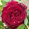 ПОДАРОК - Роза саженец фото