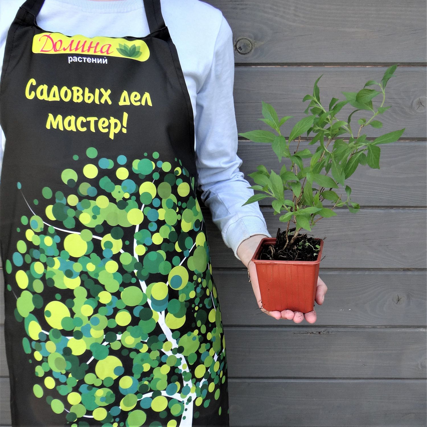 Вейгела цветущая Пикобелла Роза Вейгела цветущая Пикобелла Роза фото