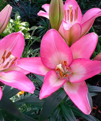 Лилия Самур Лилия Самур фото