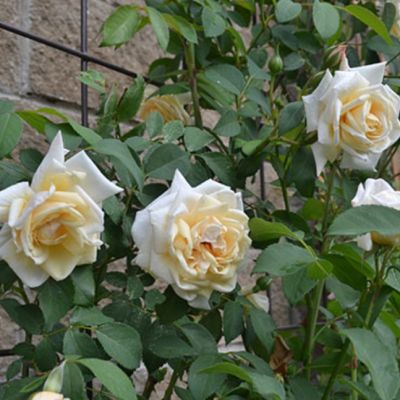 Роза Уайт Брокад Роза Уайт Брокад - Dolina-Sad.Ru