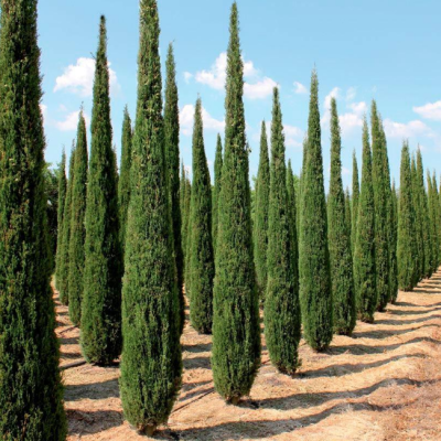 Кипарис вечнозеленый фото