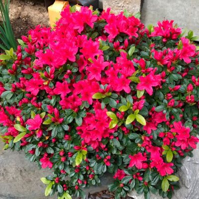 Рододендрон Гейша Ред Рододендрон Гейша Ред - Dolina-Sad.Ru