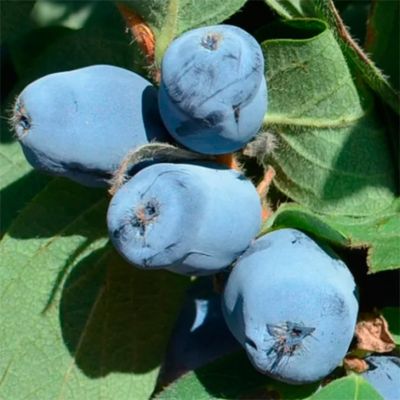 Жимолость съедобная Бореалис Жимолость съедобная Бореалис - Dolina-Sad.Ru