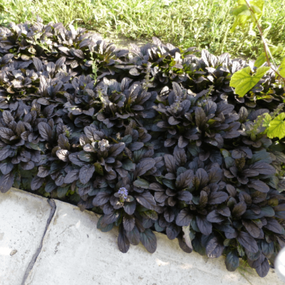 Живучка ползучая Махагони , С1,5 Живучка ползучая Махагони , С1,5 фото