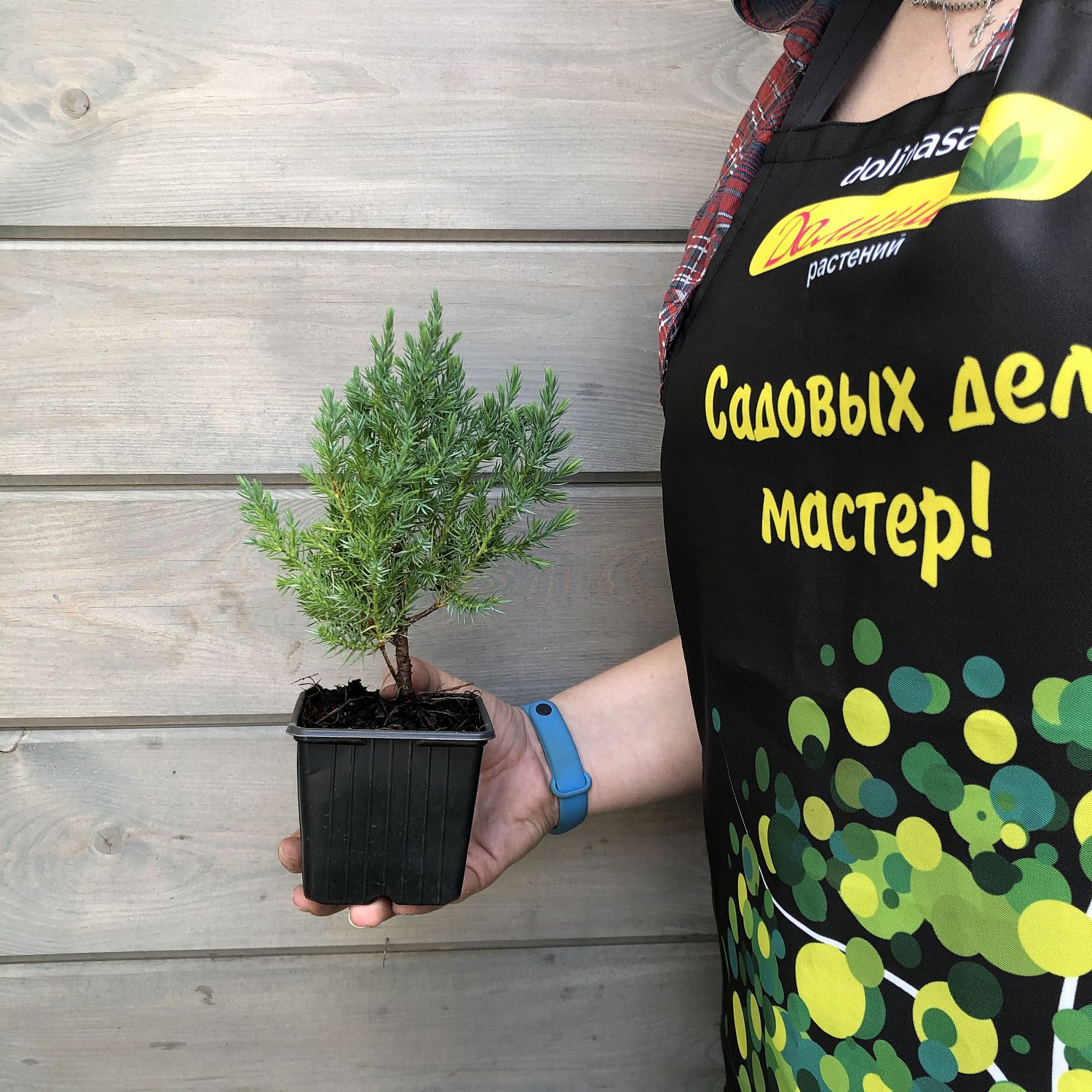 Можжевельник горизонтальный Альпина Можжевельник горизонтальный Альпина фото