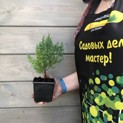 Можжевельник горизонтальный Альпина Можжевельник горизонтальный Альпина фото