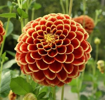 Георгина Джескот Лингольд Георгина Джескот Лингольд фото