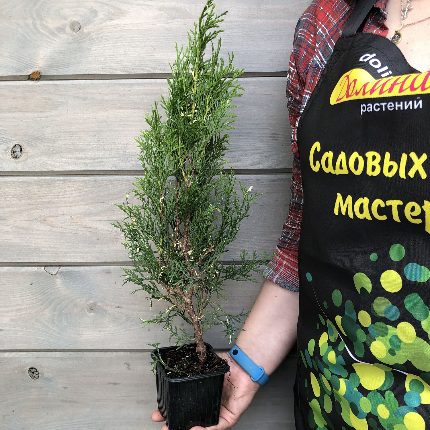 Туя западная Спотти Смарагд Туя западная Спотти Смарагд фото