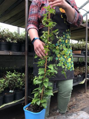 Клематис Патрисия Энн, С2 Клематис Патрисия Энн, С2 фото