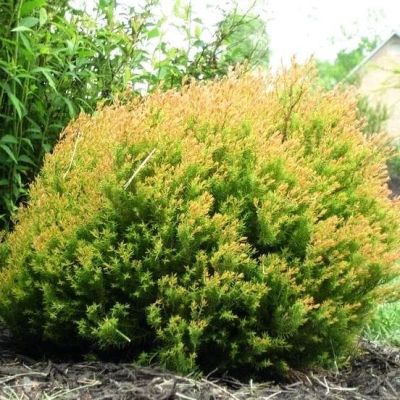 Туя Фаер Чиф Туя Фаер Чиф фото