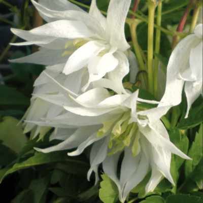 Клематис Альбина Плена Клематис Альбина Плена фото